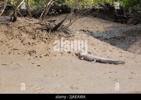 Sundarban, Westbengalen, Indien - 27. Dezember 2021: Krokodil Sonnenbaden sundarbans Nationalpark Stockfoto