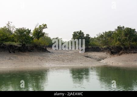 Sundarban, Westbengalen, Indien - 27. Dezember 2021: Mangroven und Fluss im sundarbans Nationalpark Stockfoto
