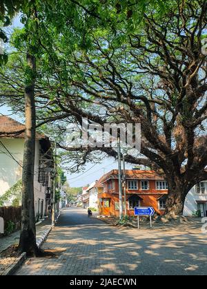 Fort Kochi, Kerala Indien - 10. März 2022: Straße in Fort Kochi mit einem großen Baum Stockfoto