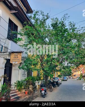 Fort Kochi, Kerala Indien - 11. März 2022: Baum auf der Straße in Fort kochi Stockfoto