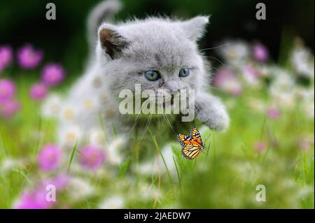 Schließen Sie graues britisches Kätzchen im grünen Gras mit Blumen und Schmetterling Stockfoto