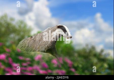 Dachs in der Nähe seines Baus auf der Wiese auf Stein mit Blumen Stockfoto