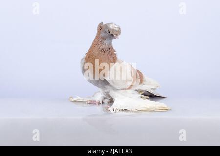 Tasmanische, reinrassige usbekische Vorderschafttaube. Stockfoto