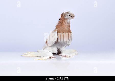 Tasmanische, reinrassige usbekische Vorderschafttaube. Stockfoto