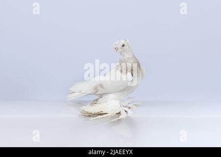 Eschenreinrassige Usbekische Vorderschafttaube. Stockfoto