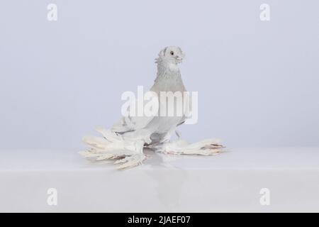 Eschenreinrassige Usbekische Vorderschafttaube. Stockfoto