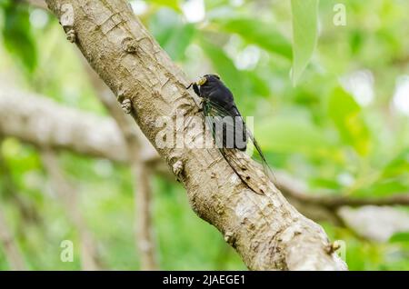 Schwarzer Cicada Palooza Auf Avocado-Baumzweig Stockfoto