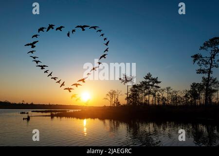 Silhouette von fliegenden Scharen Vögel in Form Herz über Sonnenaufgang an der Küste des Sees. Stockfoto