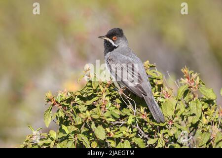 Rüppellsänger, Haramida, Lesvos, Griechenland, Mai 2022 Stockfoto