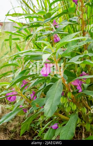 Impatiens Glandulifera Stockfoto