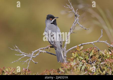 Rüppellsänger, Haramida, Lesvos, Griechenland, Mai 2022 Stockfoto