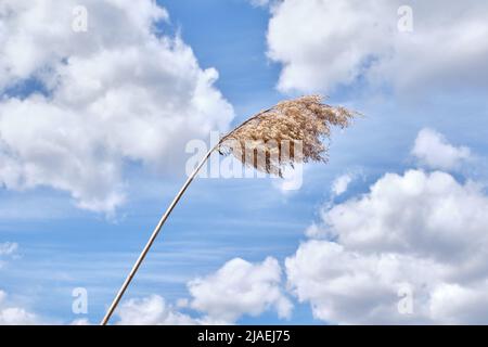 Weiße flauschige trockene Pampas grasen an einem hellblauen Himmel mit Wolken am Nachmittag im Frühling. Stockfoto
