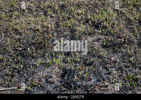 Triebe von frischem, grünem Gras auf dem Gelände von verbranntem Gras nach einem Waldbrand. Stockfoto