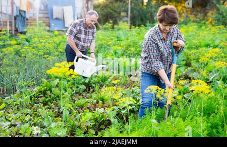Reifer Mann und Frau Gärtner mit Schaufel und Gießkanne während der Gartenarbeit Stockfoto