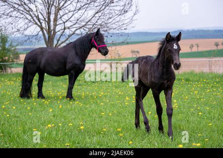 Schwarze Stute und Fohlen auf der Weide. Stockfoto