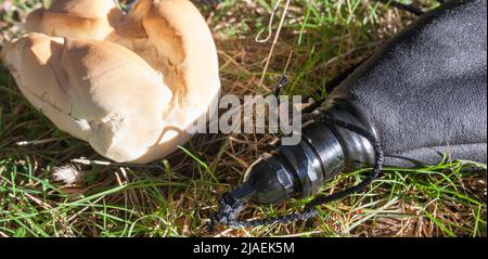 Frische Brötchen und Weinbeutel über Gras. Traditioneller spanischer Landsnack Stockfoto