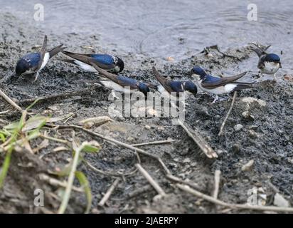 28. Mai 2022, Brandenburg, Groß Neuendorf: Haus martins (Delichon urbica) holt Baumaterial vom Ufer eines Wasserlochs. Haus martins bauen runde und fast geschlossene Tonnester auf Gebäuden, Dach- oder Fassadenvorsprüngen. Das Haus Martin ist gefährdet: Ihre Bevölkerung geht stetig zurück. In Thüringen gibt es jetzt ein "Schwalben Willkommen!" Kampagne der Naturschutzunion (NABU). Foto: Patrick Pleul/dpa Stockfoto