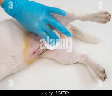 Der Tierarzt behandelt die Naht des Hundes nach einer chirurgischen Operation. Stockfoto