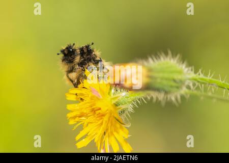 Zwei Glaphyrid-Käfer auf einer Blume vor einem schönen Hintergrund. Stockfoto