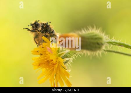 Glaphyriden Käfer synchron auf der oberen Blüte. Ein lustiges Makrofoto. Stockfoto