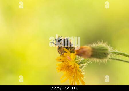 Glaphyride Käfer synchron auf einer Blume vor einem schönen Hintergrund. Stockfoto