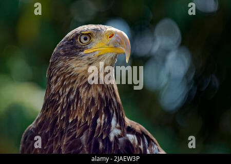 Unreifer Weißkopfseeadler - Haliaeetus leucocephalus Stockfoto