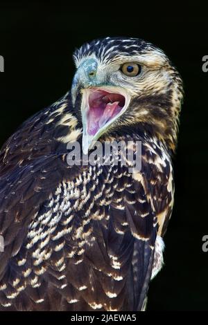 Juveniler Bussardadler mit schwarzem Chested - Geranoaetus melanoleucus Stockfoto