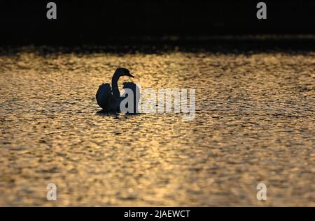 29. Mai 2022, Brandenburg, Berkenbrück: Ein stummer Schwan (Cygnus olor) schwimmt in der Abendsonne auf dem Dehmsee. Foto: Patrick Pleul/dpa Stockfoto