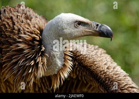 Rüppell's Geier - Tylose in rueppelli Stockfoto