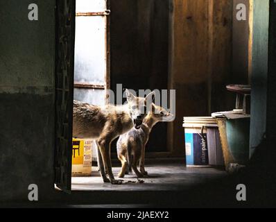 Die Mutter der wilden goldenen Schakale (Canis aureus) und ihr Junge betraten mittags ein Haus zum Essen. Das Baby schnüffelte neugierig alle Dinge neben ihm, als es versuchte, das Zimmer des Hauses zu betreten, und ihre Mutter brüllte sofort und warnte sie. Tehatta, Westbengalen, Indien. Stockfoto