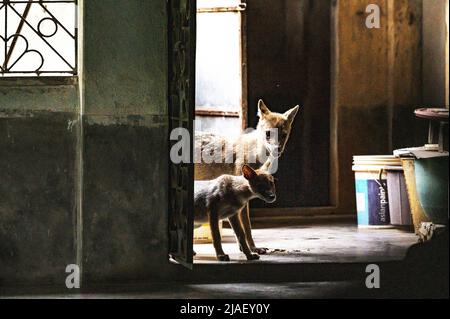 Die Mutter der wilden goldenen Schakale (Canis aureus) und ihr Junge betraten mittags ein Haus zum Essen. Das Baby schnüffelte neugierig alle Dinge neben ihm, als es versuchte, das Zimmer des Hauses zu betreten, und ihre Mutter brüllte sofort und warnte sie. Tehatta, Westbengalen, Indien. Stockfoto