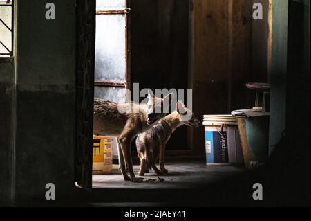 Die Mutter der wilden goldenen Schakale (Canis aureus) und ihr Junge betraten mittags ein Haus zum Essen. Das Baby schnüffelte neugierig alle Dinge neben ihm, als es versuchte, das Zimmer des Hauses zu betreten, und ihre Mutter brüllte sofort und warnte sie. Tehatta, Westbengalen, Indien. Stockfoto