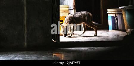 Die Mutter der wilden goldenen Schakale (Canis aureus) und ihr Junge betraten mittags ein Haus zum Essen. Das Baby schnüffelte neugierig alle Dinge neben ihm, als es versuchte, das Zimmer des Hauses zu betreten, und ihre Mutter brüllte sofort und warnte sie. Tehatta, Westbengalen, Indien. Stockfoto