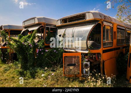 Verrostete und zerkleinerte Busse auf dem Panzerfriedhof in Asmara, Eritrea Stockfoto