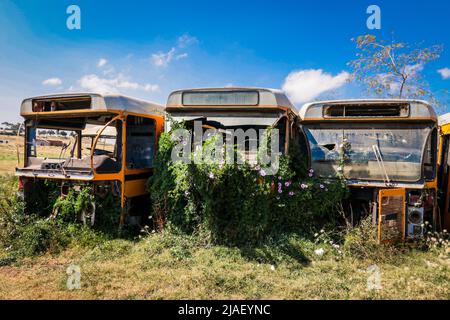 Verrostete und zerkleinerte Busse auf dem Panzerfriedhof in Asmara, Eritrea Stockfoto