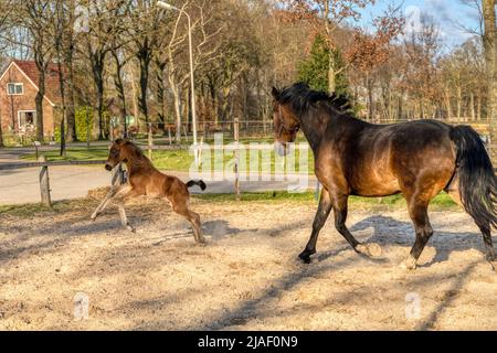 Eine Woche altes dunkelbraunes Fohlen galoppiert und springt mit ihrer Mutter draußen in die Sonne. stute mit rotem Halfter. Warmblut, KWPN Dressurpferd. Tierische Themen Stockfoto