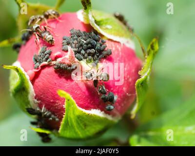 Kleine Blattläuse im Garten auf Rosenblüten; Schädlinge von blühenden Pflanzen. Schwarze Blattläuse und Ameisen auf jungen rosa Rosen Stockfoto