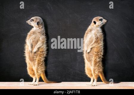 Porträt zweier Erdmännchen, die in zwei verschiedenen Richtungen gegen eine Tafel mit Kopierraum stehen und schauen. Stockfoto