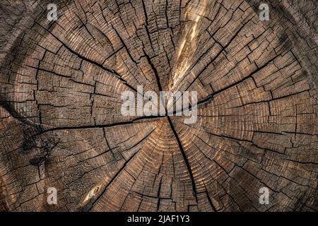 Nahaufnahme von alten, abgenutzten, verwitterten Holzabschnitt mit rissigem Jahreswachstumsringmuster. Stockfoto