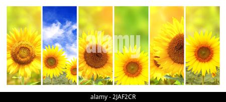 Set von vertikalen Banner mit landwirtschaftlichen Produkten. Landwirtschaft Collage mit Sonnenblumen. Bio-Lebensmittelproduktion. Ernte von landwirtschaftlichen Produkten. cro-Rostfoerderöl Stockfoto