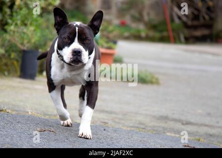 Pit Bull geht auf die Kamera mit Augen an der Haustür fixiert. Adoptieren, nicht kaufen. Familie, Loyalität. Junge Frau mit ungeschnittenen Ohren. Schwarz und Weiß tun Stockfoto