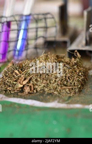 Trockene und getrimmte Cannabisknospen mit farbenfrohen Substanzen auf dem Tisch im Labor. Pflanzliche alternative Medizin, cbd-Öl-Konzept Stockfoto