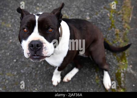 Pit Bulldogge sitzt auf dem Asphalt starrt auf die Kamera. Liebenswert, ein weiteres Mitglied der Familie. Adoptieren. Speicherplatz kopieren. Stockfoto