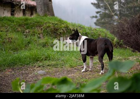 Schwarz-weißer Pit-Bulle mit ungedocktem Schwanz und Ohren. Im Garten zu Hause stehende Wache, die den Horizont betrachtet. Noch ein Mitglied der Familie. Kopieren Stockfoto