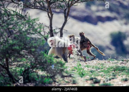 Hamadryas Pavian Family on the Road to the Laas Geel Rocks, Somaliland Stockfoto