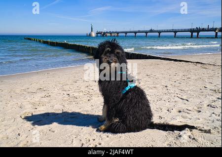 goldener Kritzelkritzel an der Ostsee vor dem Pier mit Blick auf das Meer. Goldener Kritzelkritz in Schwarz und Braun. Tierfoto in der Natur Stockfoto
