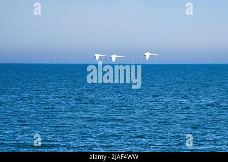 Drei stumme Schwäne im Flug über die Ostsee. Weißes Gefieder bei den großen Vögeln. Tierfoto in der Natur Stockfoto