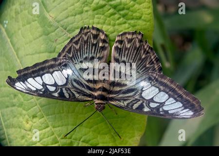 Blue Clipper Butterfly alias The Clipper Butterfly at the Butterfly Gardens, Middleton Common, Ditchling Common, East Sussex, Großbritannien.19.. Mai 2022. Stockfoto