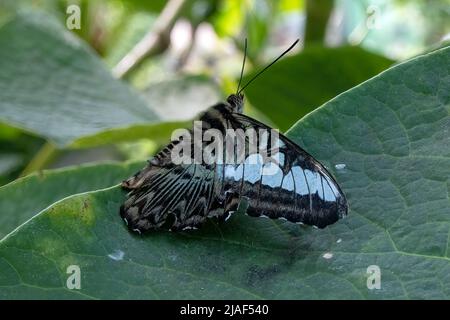 Blue Clipper Butterfly alias The Clipper Butterfly at the Butterfly Gardens, Middleton Common, Ditchling Common, East Sussex, Großbritannien.19.. Mai 2022. Stockfoto