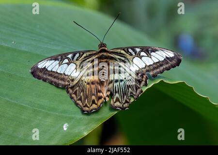 Blue Clipper Butterfly alias The Clipper Butterfly at the Butterfly Gardens, Middleton Common, Ditchling Common, East Sussex, Großbritannien.19.. Mai 2022. Stockfoto